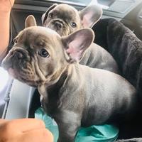Cucciolata bulldog francesi blu maschi femmine