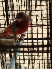 Cardinalino mutato