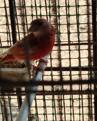 Cardinalino mutato
