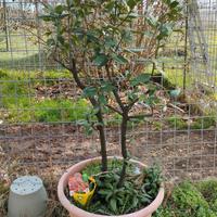  Pianta Alloro 60 euro