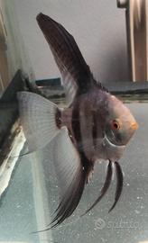 Pterophyllum scalare Seal Point