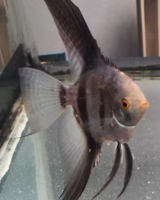 Pterophyllum scalare Seal Point