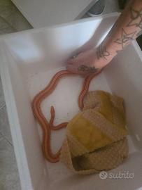 Serpente del grano albino morph
