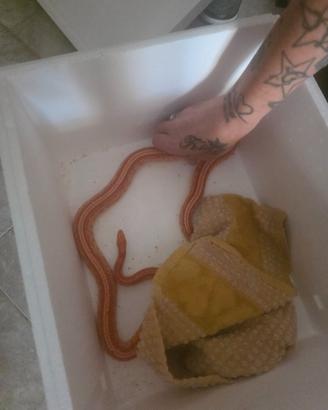 Serpente del grano albino morph