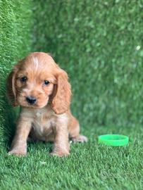Cocker