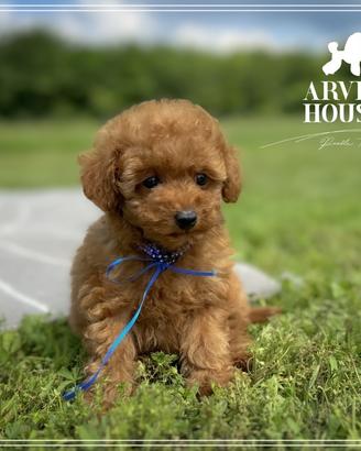 Barboncino rosso fulvo toy