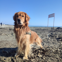 Golden retriever linea Americana per monta