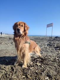 Golden retriever linea Americana per monta