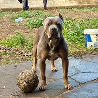 American bully xl
