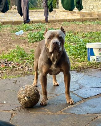 American bully xl