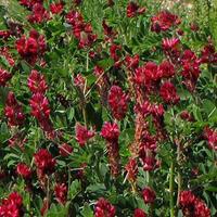 Ballette di sulla mista grano