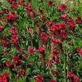 Ballette di sulla mista grano