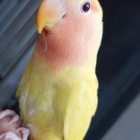 Inse inseparabile elevata mano