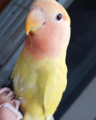 Inse inseparabile elevata mano