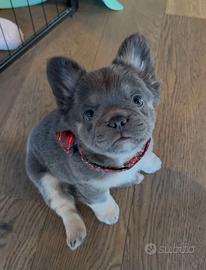 BULLDOG - BOULEDOGUE FRANCESE FLUFFY cuccioli