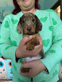 Cuccioli di bassotto