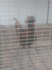Gallo padovano