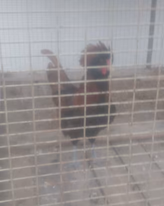 Gallo padovano