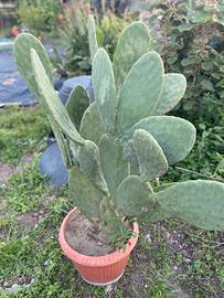 Fico d’India adulto già produttivo