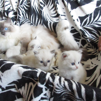 Ragdoll con pedigree