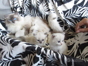 Ragdoll con pedigree