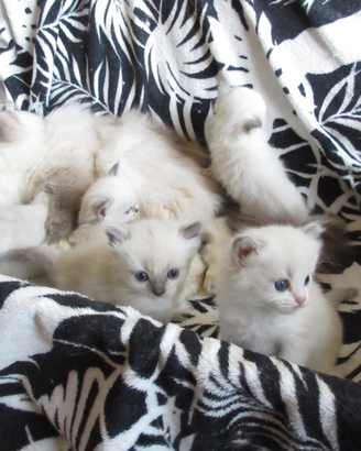 Ragdoll con pedigree