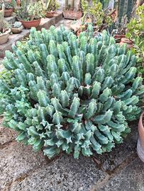 Euphorbia resinifera  grande pianta grassa