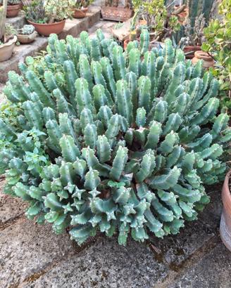 Euphorbia resinifera  grande pianta grassa