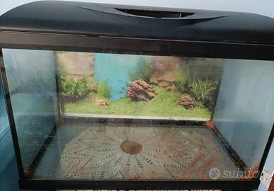 Acquario 60 Itri 