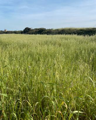 Foraggio naturale