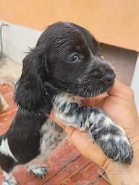 Cucciolo di Cocker Spaniel Inglese