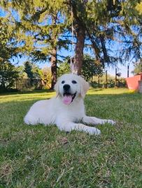 Cuccioli Golden Retriever