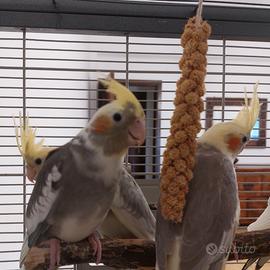 Calopsiti