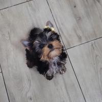 Yorkshire terrier