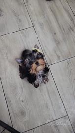 Yorkshire terrier