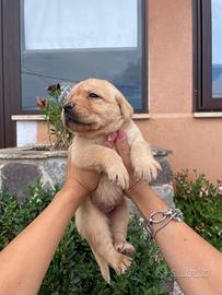 Cuccioli di Labrador retriever con Pedigree Enci
