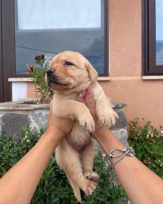Cuccioli di Labrador retriever con Pedigree Enci