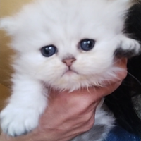 Cuccioli persiano chinchilla