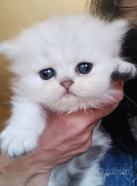 Cuccioli persiano chinchilla