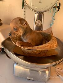 Cucciolo di Pinscher