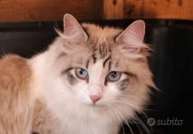 Ragdoll gatta adulta