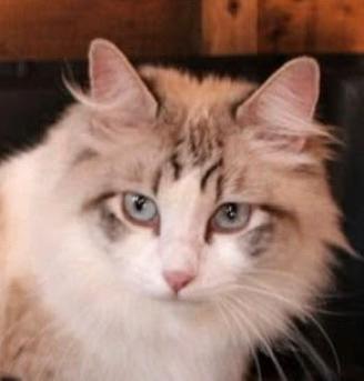 Ragdoll gatta adulta