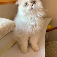 British Longhair adulti in rehoming