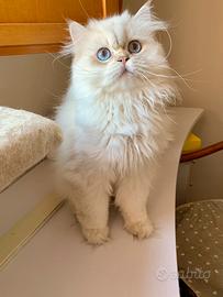 British Longhair adulti in rehoming