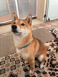 Shiba inu maschio disponibile per monta