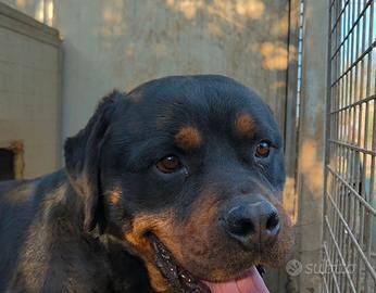 Thor è un rottweiler di 3 anni