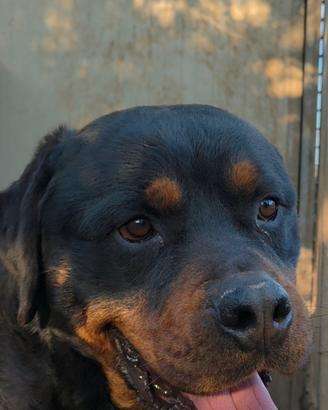 Thor è un rottweiler di 3 anni