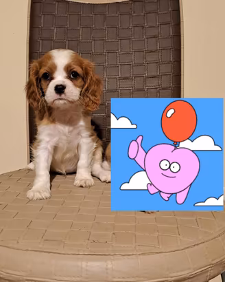 Cucciola di cavalier King
