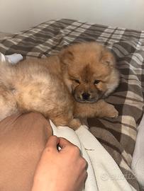 Chow chow