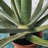 aloe vera barbadensis